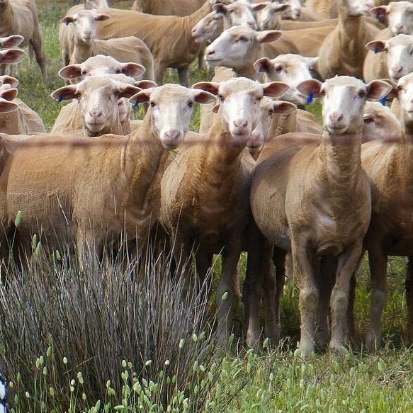 seproba's tweet image. 🐑💚🐂 @seproba elabora las certificaciones en #BienestarAnimal de @Provacuno e @Interovic.

¿Quieres saber más? Lee esta noticia en nuestra web 👇
seproba.es/seproba-elabor…