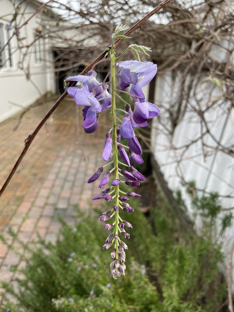 I feel #wisteriawatch is starting early this year. Ten full days away from September! #wisteria