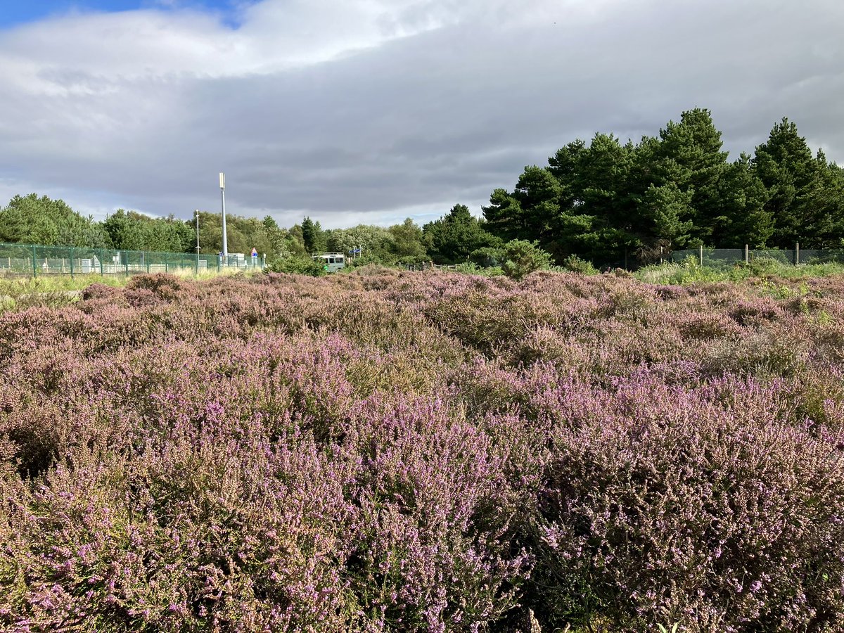 Another great #volunteer session at #MontaguTriangle dune heath today. Cleared two piles of birch saplings in no time at all and a good old litter pick too!
We took the volunteers on a small tour of the site to discuss our plans for this rare habitat.
(Before &amp; after)