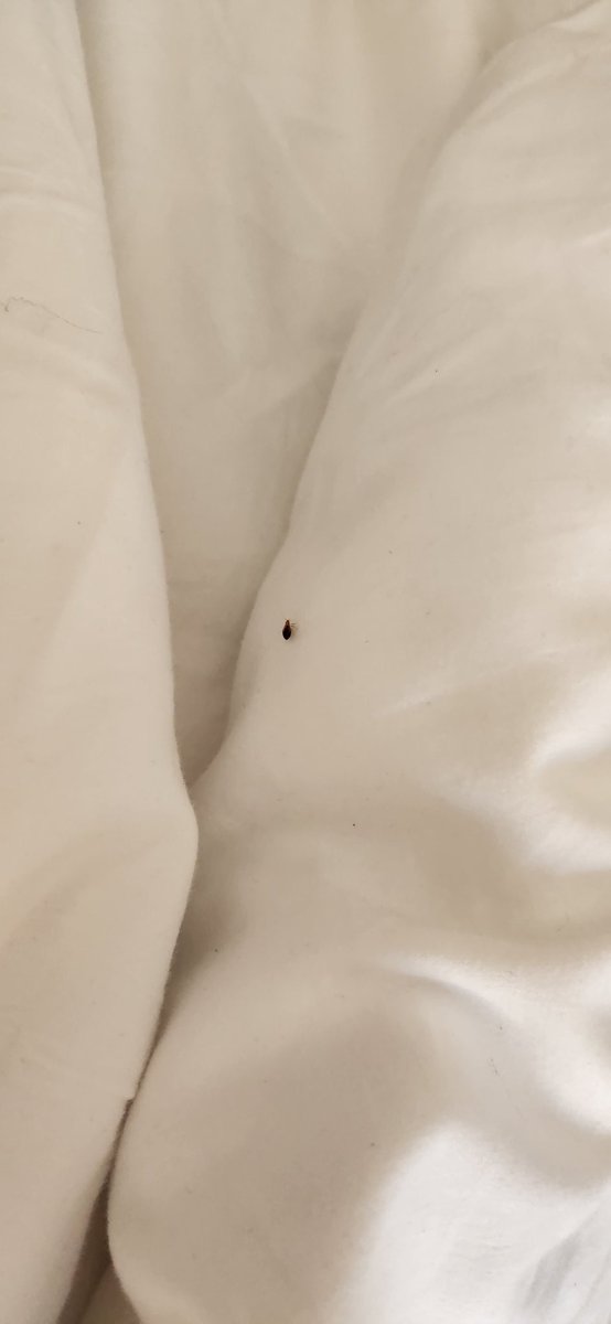 FlakeWusky's tweet photo. bed bug con #denfur2023 https://t.co/e3dNczJJ3j