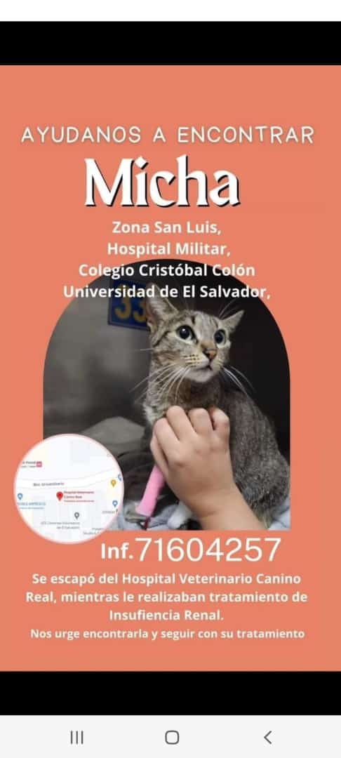 prensagrafica's tweet photo. #ServicioSocial | Familia busca a gatita con insuficiencia renal que se fugó de veterinaria en San Salvador. https://t.co/rs0BLGeCHO