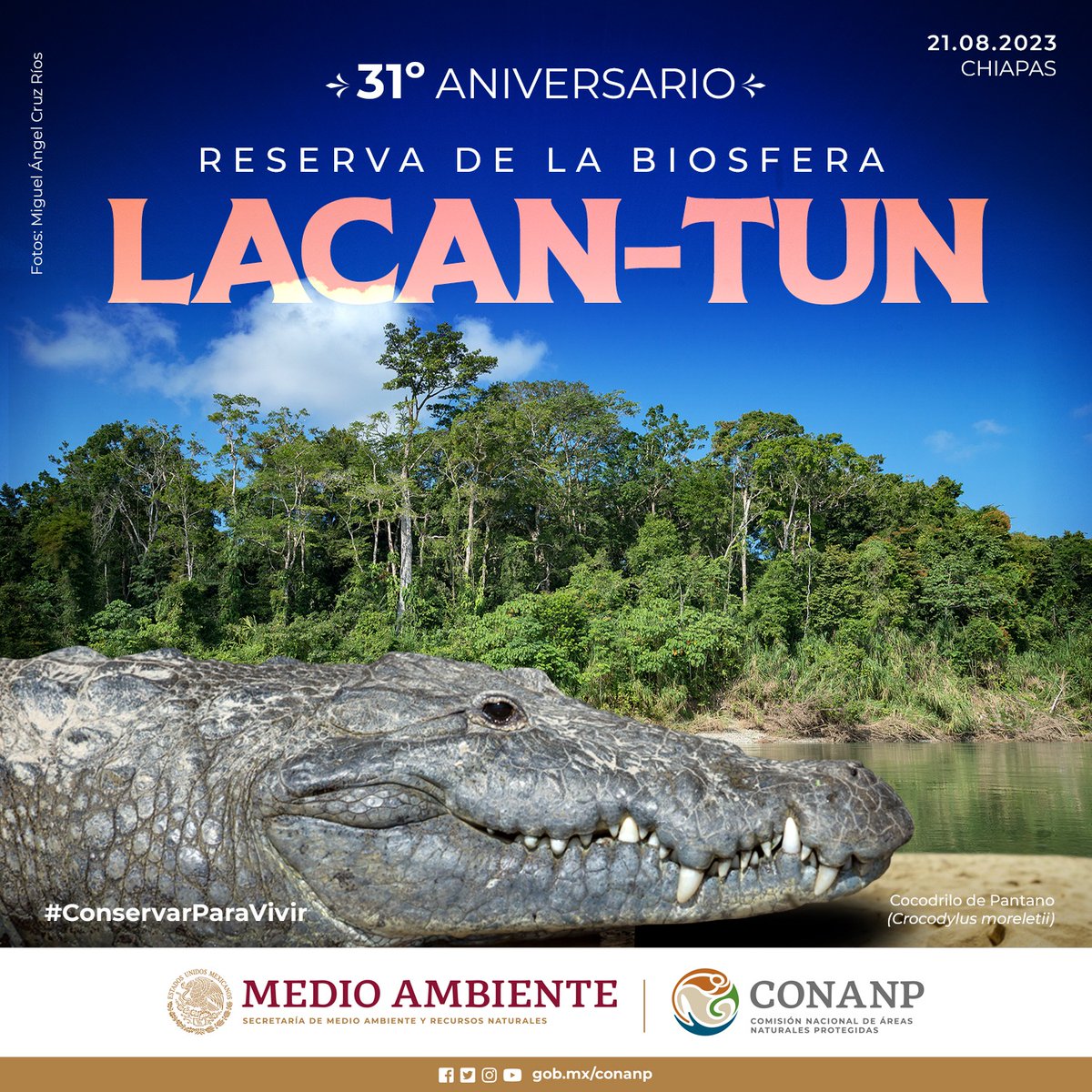 La Reserva de la Biosfera #LacanTun, en Chiapas, forma parte del macizo forestal conocido como #SelvaLacandona. Hoy celebramos su aniversario de haber sido decretada como #ÁreaNaturalProtegida. 🥳🎉 #ConservarParaVivir 🌲🌸🌳🐆🦜🐒🐊🍄🦎🕷️🪶🌿🌼
