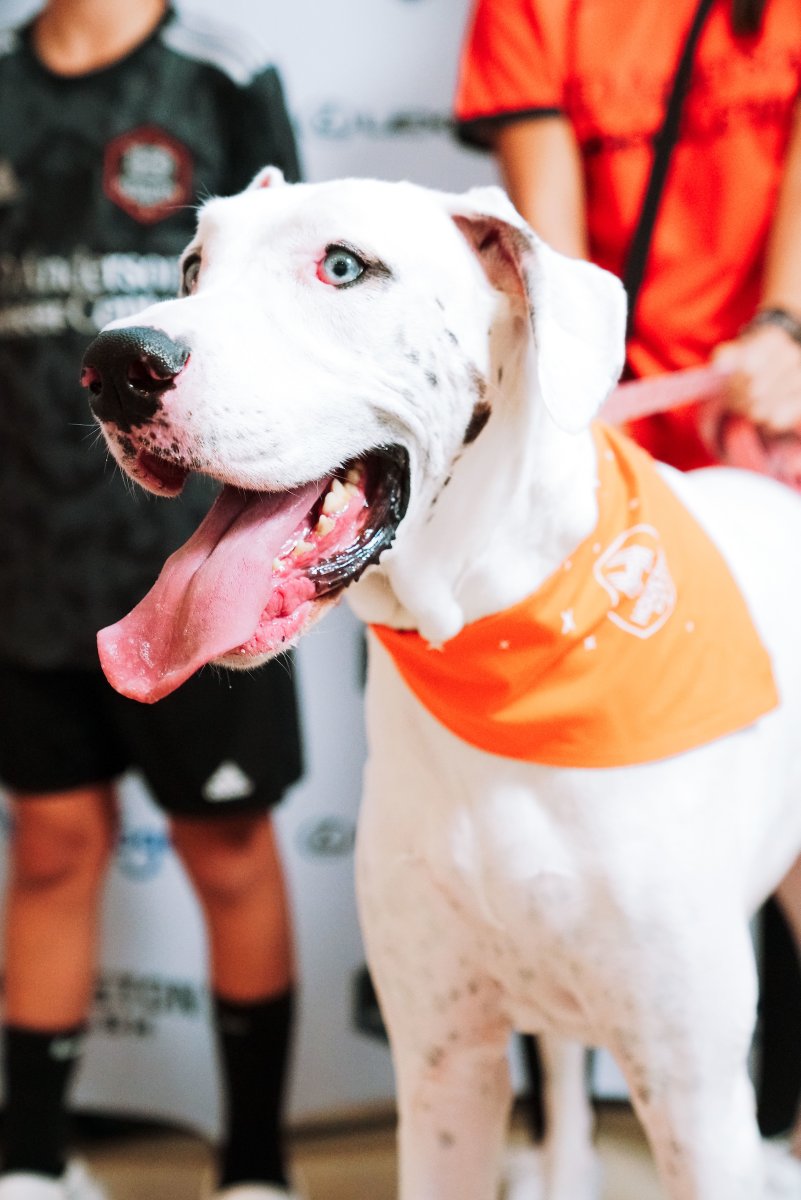 HoustonDash's tweet photo. Still thinking about all the pups that made it to Shell Energy Stadium last weekend 🐾

#DTFO https://t.co/V2i2mKLTFm