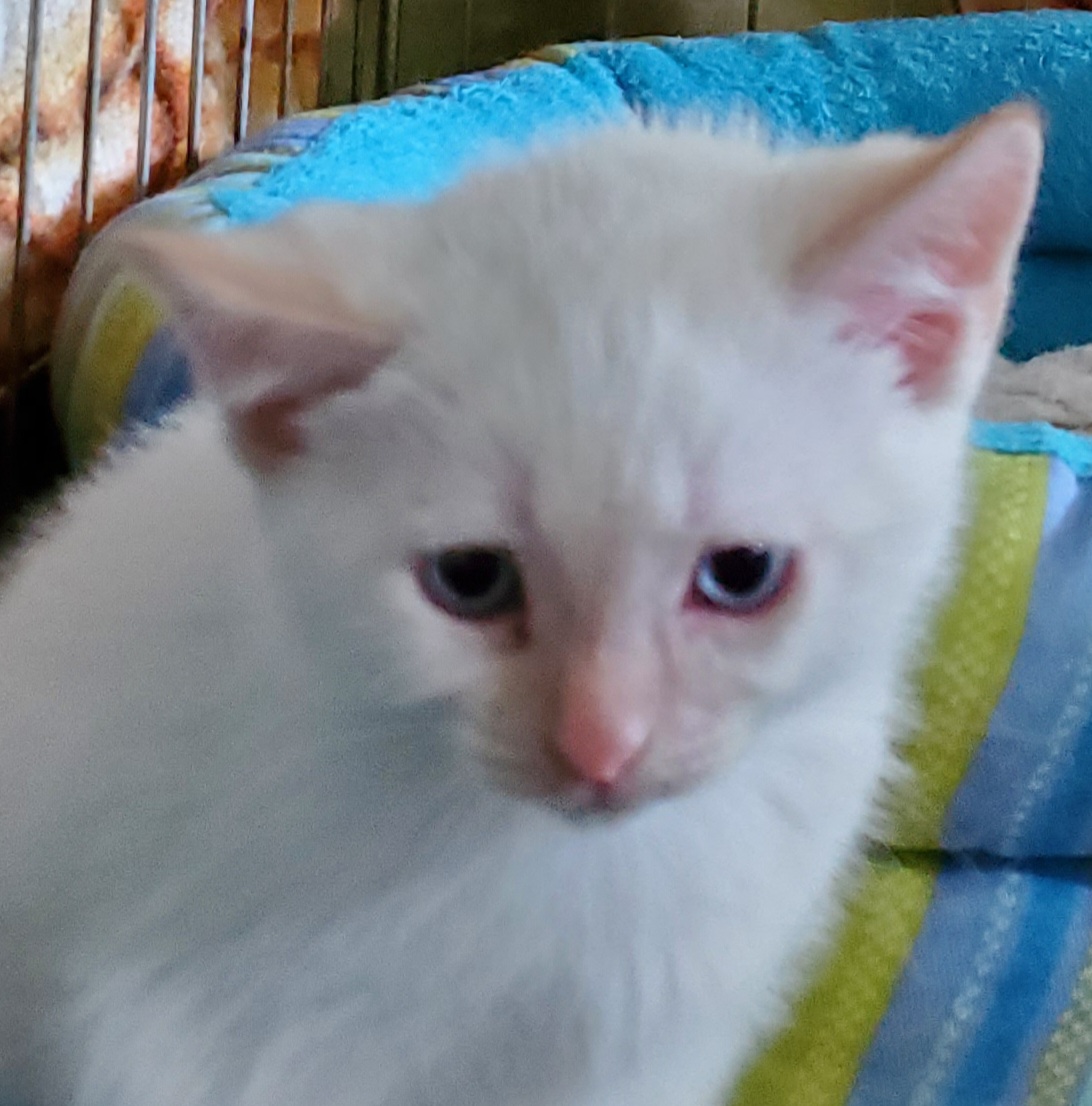 ITS_JUNE2's tweet photo. Huge THANK YOU to @DJGUNZZZZzzz for being my 600th follower and for your generous donation towards the rescue kittens' veterinary care. You're truly a beautiful soul, bless you. @kick @Kick_Community_ #rescuekittens #KittensOfKick https://t.co/rOcwEPXzqU