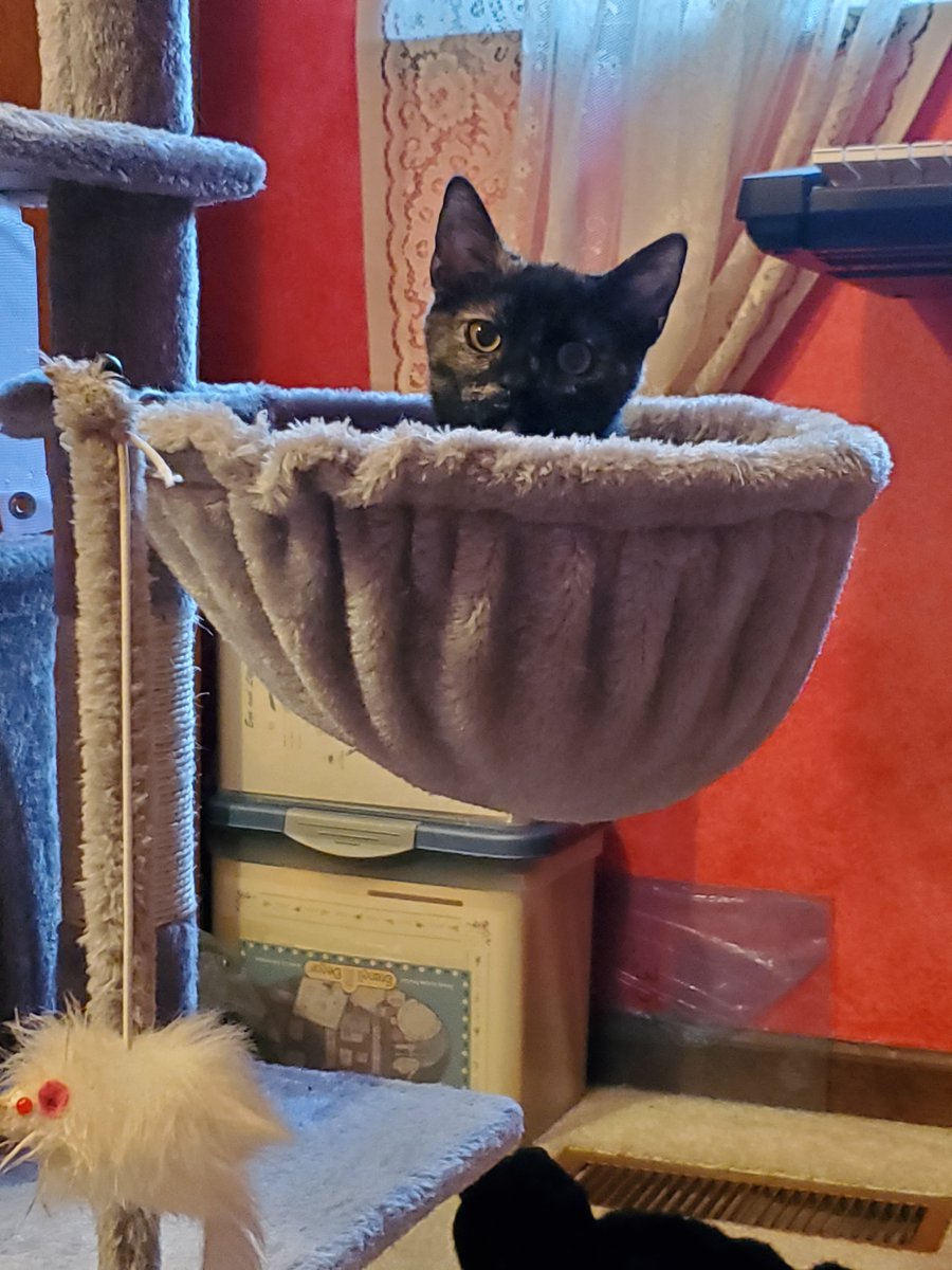 ITS_JUNE2's tweet photo. Huge THANK YOU to @DJGUNZZZZzzz for being my 600th follower and for your generous donation towards the rescue kittens' veterinary care. You're truly a beautiful soul, bless you. @kick @Kick_Community_ #rescuekittens #KittensOfKick https://t.co/rOcwEPXzqU