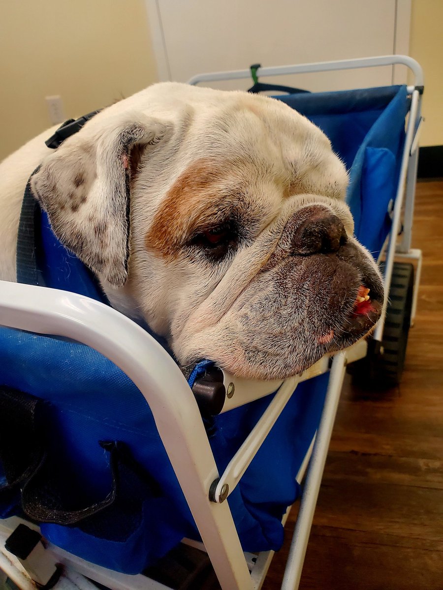 Doc🌈😇 & Luna's Mommy tweet media