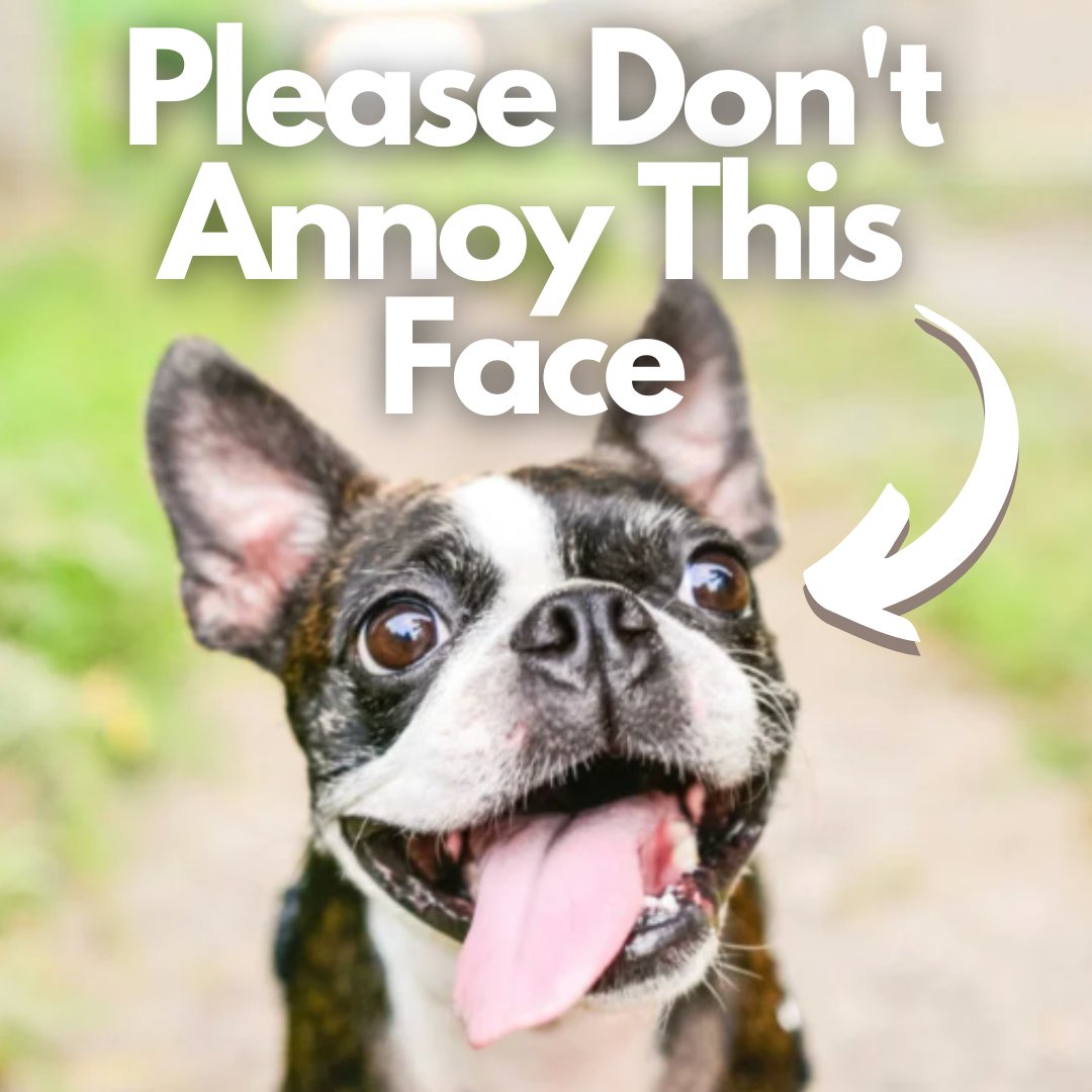 5 Human Behaviors Boston Terriers Can’t Stand 👉 bostonterriersociety.com/human-behavior…