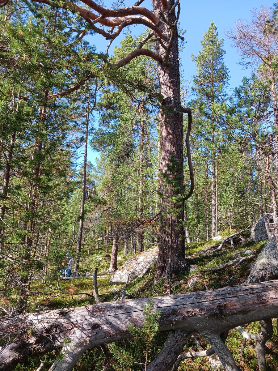FrankAmnesty's tweet photo. Seminaarien ja tapaamisten lisäksi (kiitos @Saamelaiskaraja) pitkä retki #Nellim'in katsomaan vanhoja metsiä, joihin tehty malminetsintävaraus. Tulilla hyvää jutustelua paikallisten poronmiesten kanssa. Huikean hienoja paikkoja, joiden soisi jäävän rauhaan juuri poroille... 2/ https://t.co/tEfET5i3YQ