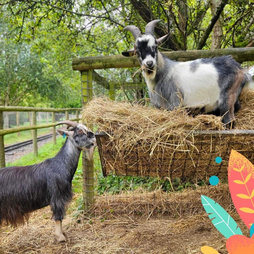 JohnRother1's tweet photo. We had an amazing weekend away with the family and even visited Beale Wildlife Park.
Can't wait until the next time!! π
#bealewildlifepark #bealepark #reading #zoo #wildlifepark #berkshire #reindeer #wallabies #meircatshawty #pigs https://t.co/AEcNZS4IU2