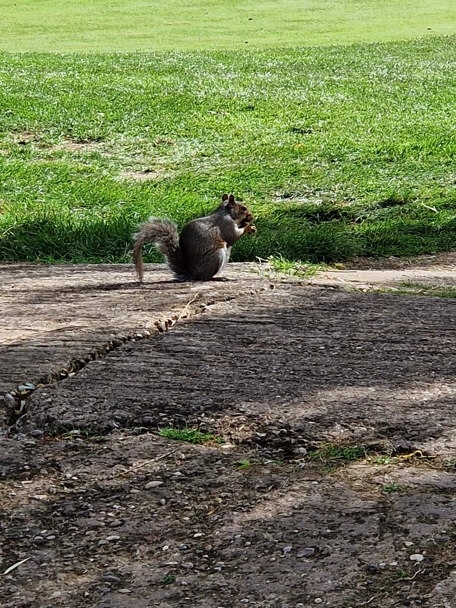 grumpy_sgt's tweet image. This little squirrel was sat near the 13th hole and came to say hello. I gave them a small bit of my peanut butter sandwich(100% peanuts nothing else) which they munched happily 😊