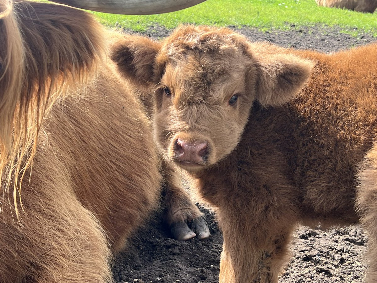 Just adorable 🥰 @MatlockFarmPark  #highlandcalf #calf #photography #cows #highlandcoo #highlandcow