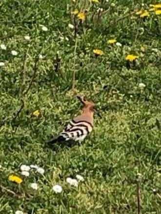 gites79's tweet photo. @CarlBovisNature Hi there, we moved from Somerset to western France and now have hoopoes in our garden 👍🇫🇷👏 #BirdsOfTwitter https://t.co/GPCfrHaYZA