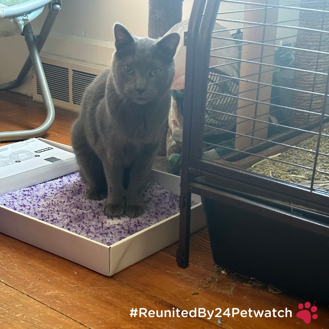Gizmo, our beloved cat of 5 years, survived a car accident recently. Grateful for his microchip that alerted us to the situation. After a full recovery, he won't venture outside again. #ReunitedBy24Petwatch🐾