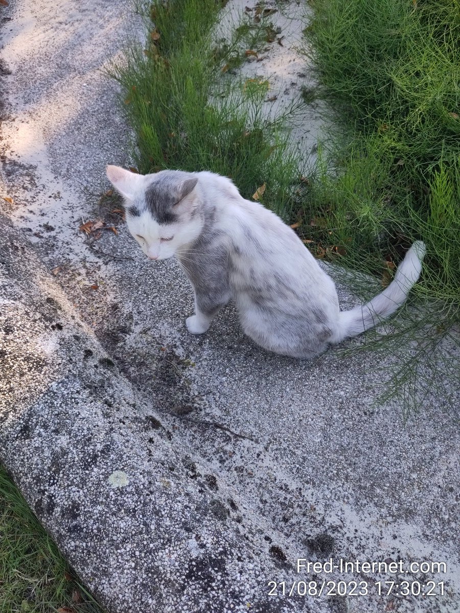 Moest en zou een keer tijger strepen hebben.. 😹😹