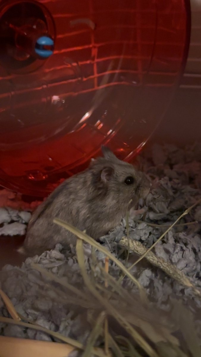 3rd grade kicked off GT today meeting our class hamster Dash, touring our classroom and talking about our promises to each other for this school year! We are building our GT Promise this week, very excited to have this to reflect on all year! Thanks <a href="/MrsZurita_DWE/">Debbie Sterling - Zurita</a> for the idea!