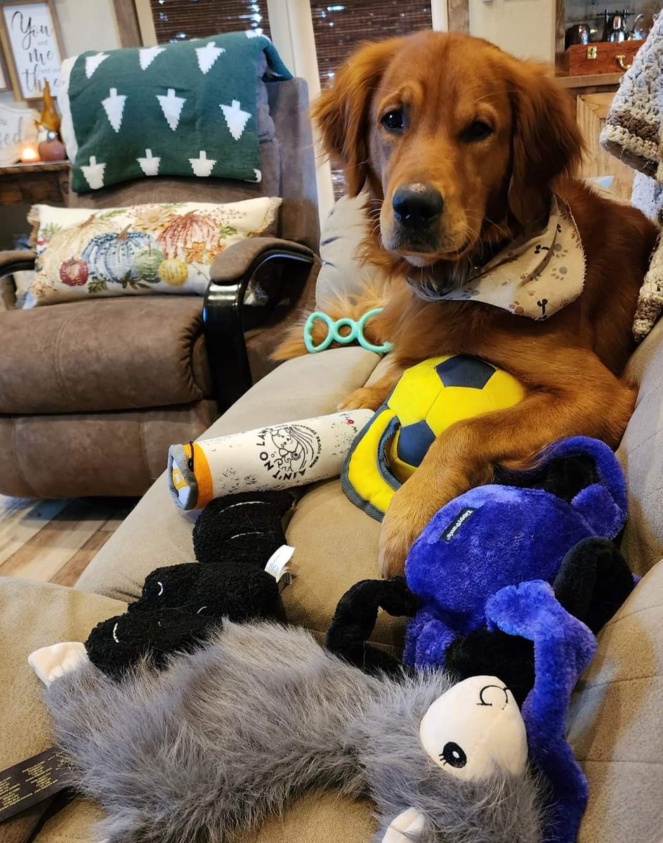 MonticelloRanch's tweet photo. Levi is bored today. He got all his toys out and no kids to toss them for him, lol. Giving me that "will you play with me" sad face. 

#toyhoarder
#diehardretriever
#juniorhunter
#daddysboy https://t.co/wnCJnIRe7Q