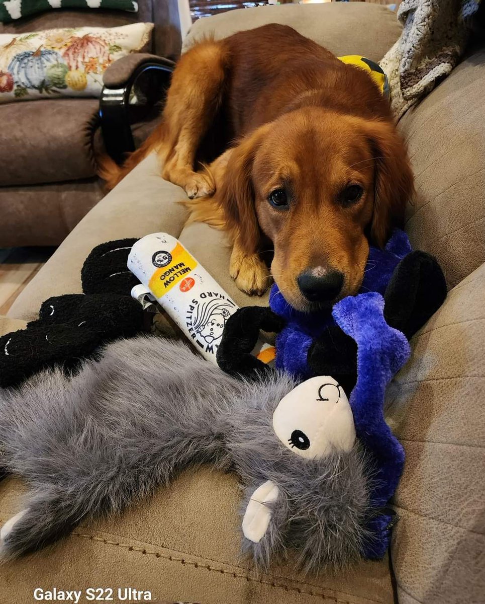 MonticelloRanch's tweet photo. Levi is bored today. He got all his toys out and no kids to toss them for him, lol. Giving me that "will you play with me" sad face. 

#toyhoarder
#diehardretriever
#juniorhunter
#daddysboy https://t.co/wnCJnIRe7Q