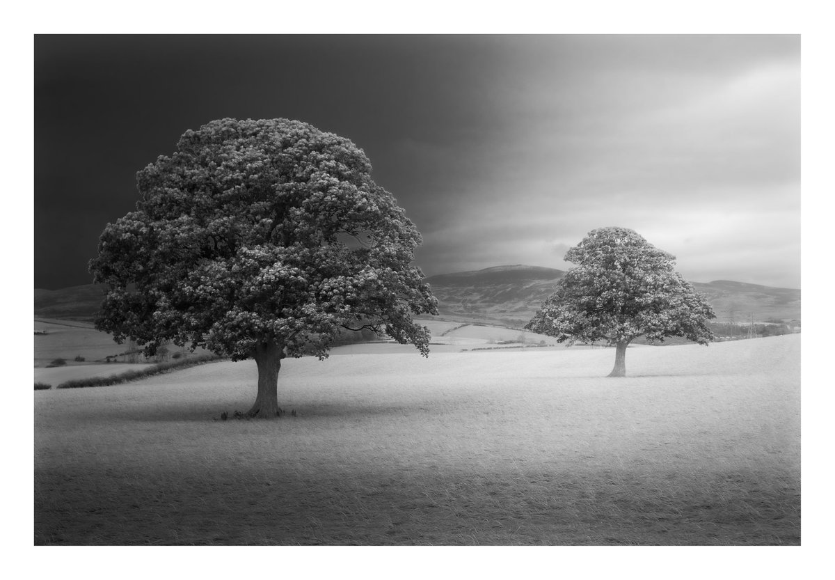 2 trees near Portencross for #sharemondays2023 #wexmondays