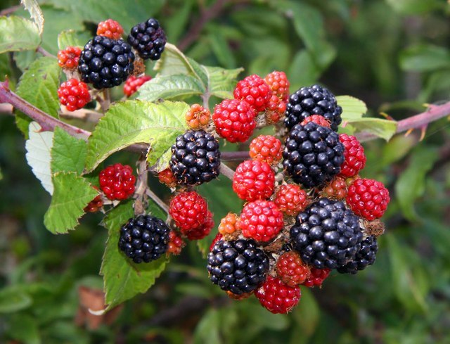 Our Active Recovery members recently went on a lovely walk in Snuff Mills. We chatted and watched dragonflies flutter, and ate the most enormous ice creams and picked blackberries. Summery bliss! If you would like to join, please email Amy: activerecovery@southmeadproject.com