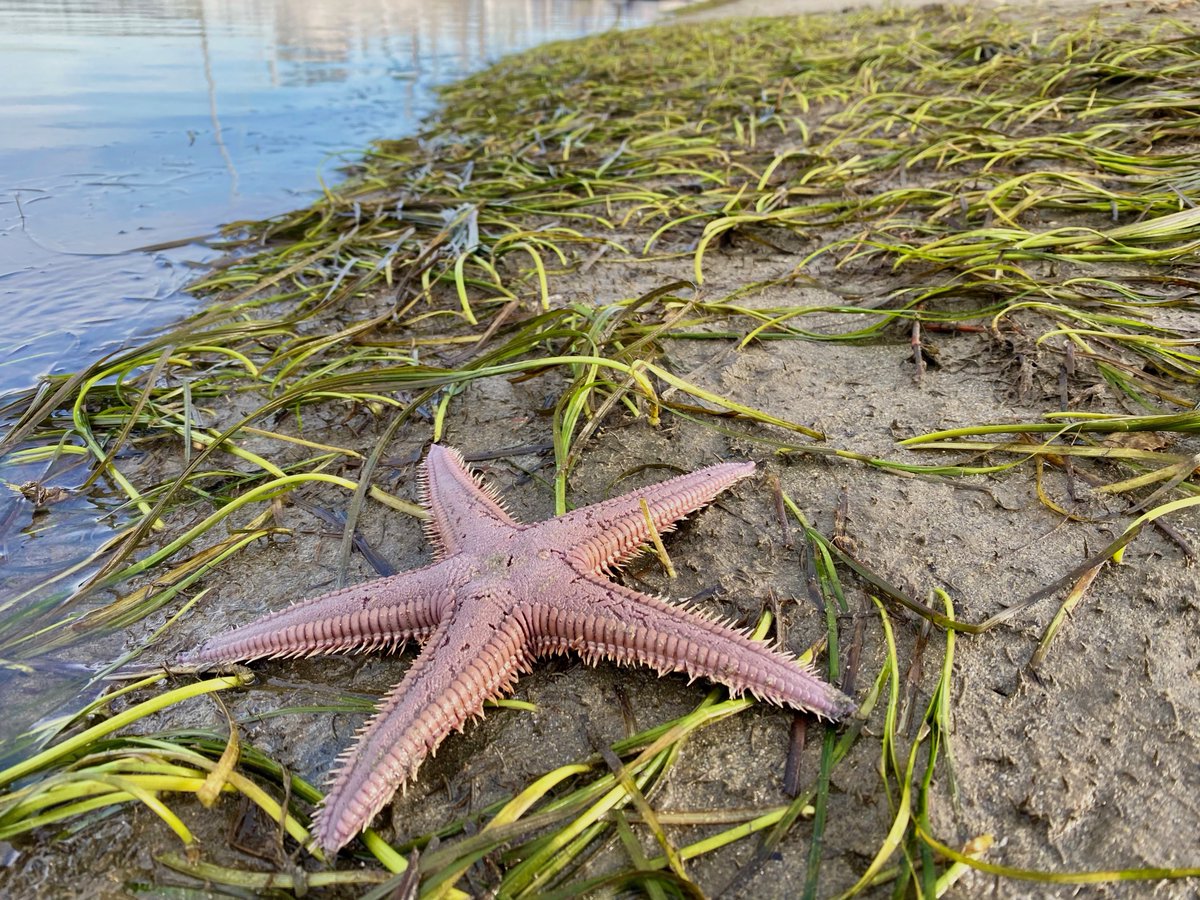 Melissa Ward (@melissaa_ward) on Twitter photo Happy to share our pub synthesizing West coast seagrass restoration efforts (<a href="/kathrynbeheshti/">Kathryn Beheshti</a>)! We include rates of success, pros/cons of mitigation, recs for best practices, etc. Read the article and blog here:
esajournals.onlinelibrary.wiley.com/doi/10.1002/ec…
shorturl.at/pxQV1 Happy to share our pub synthesizing West coast seagrass restoration efforts (<a href="/kathrynbeheshti/">Kathryn Beheshti</a>)! We include rates of success, pros/cons of mitigation, recs for best practices, etc. Read the article and blog here:
esajournals.onlinelibrary.wiley.com/doi/10.1002/ec…
shorturl.at/pxQV1