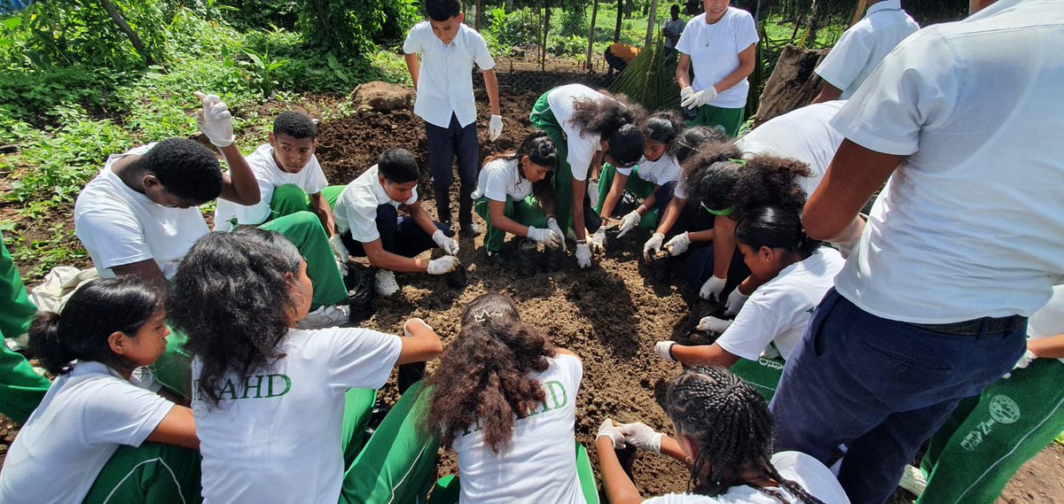 MarenaNicaragua's tweet photo. Fortaleciendo los bosques de Mangle, #MARENA, en coordinación con la #BICU, estudiantes de secundaria del #INAH y el Sistema de Producción, Consumo y Comercio, se ha logrado el establecimiento de vivero con 2,000 propágulos de Mangle.
#VerdeQueTeQuieroVerde
#AmorAlaMadreTierra https://t.co/M3fDJFoUxs