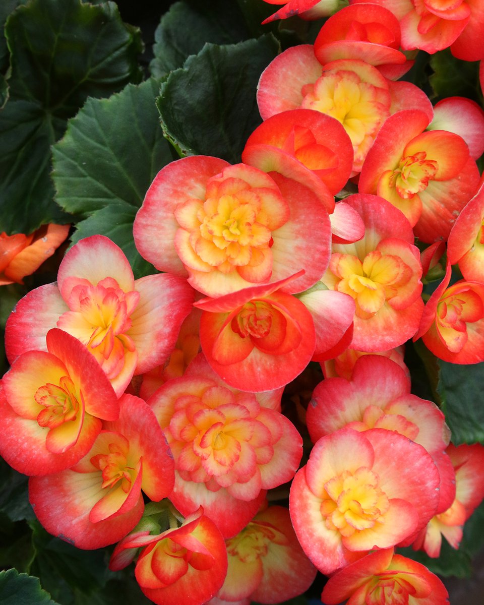 Rieger Begonias are now on sale! 30% off 10" and 8" deco planters as well as 6" &amp; 4" plants, while supplies last. These beautiful, shade-loving, rose-shaped blooms are an excellent way to finish out the summer season. They'll just keep blooming into early fall!