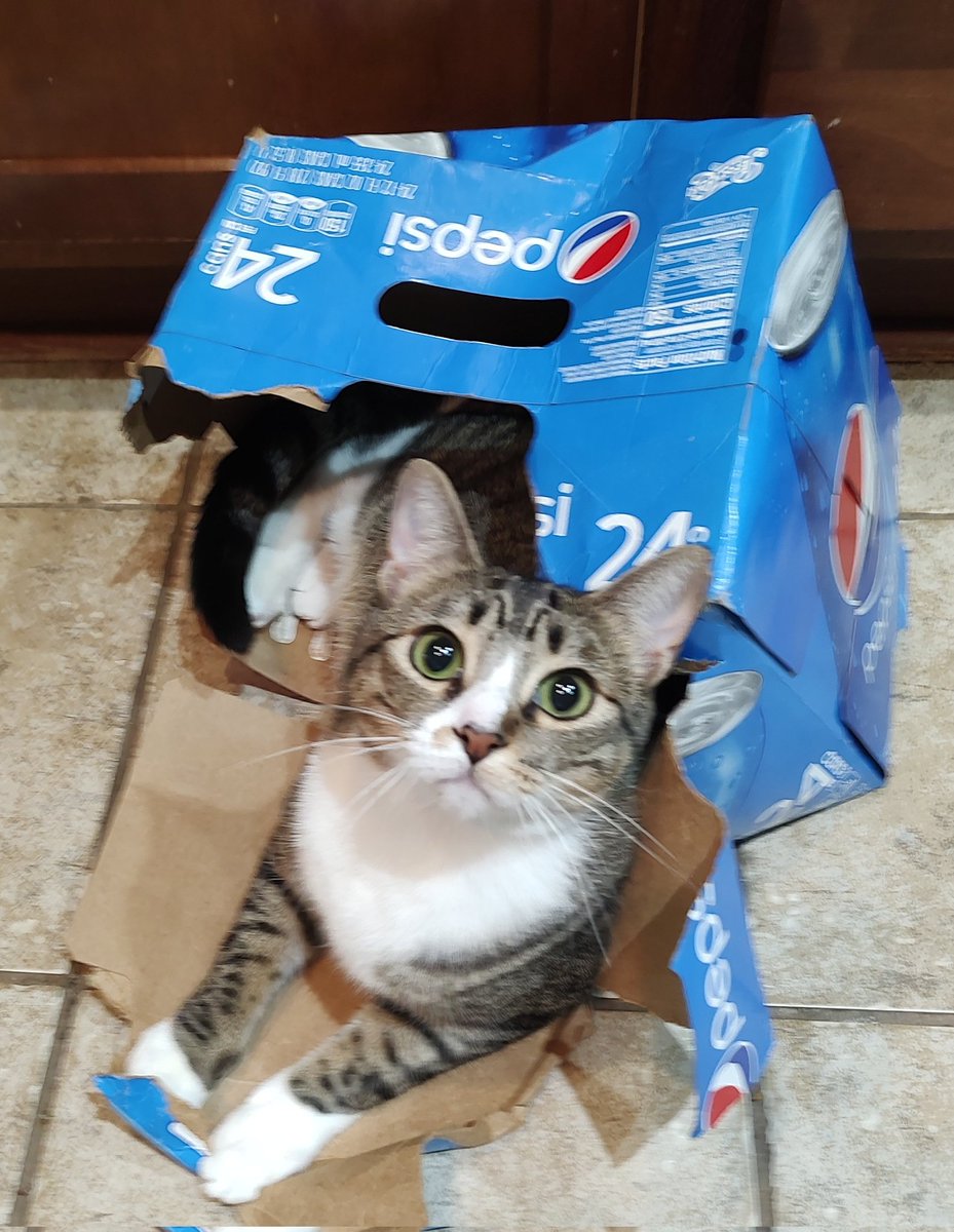 imkittenjack's tweet image. Look what I found in our Pepsi container! Is Pepsi giving away kittens now with their 24 packs?  #Pepsi #cats #CatsofTwitter #kittens #kittensoftwitter #picoftheday #PictureOfTheDay #CatsOfX