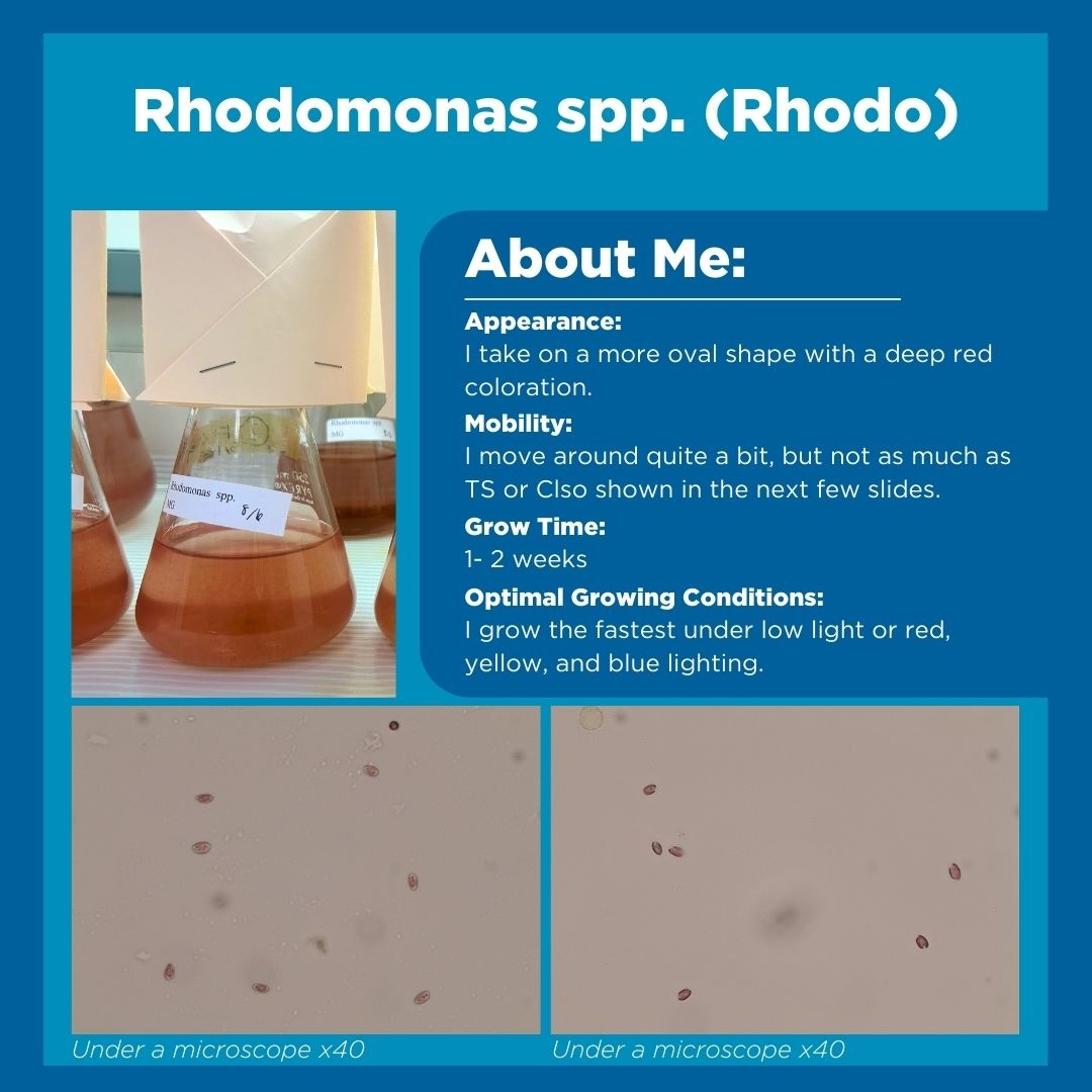 HubbsResearch's tweet image. Last week, we briefly overviewed the four species that HSWRI is mass culturing to feed our scallops and sea cucumbers! Swipe through to see the distinct characteristics of each microalgae species we are working to grow as nutrients for our invertebrates. #microalgae #algaegrowth