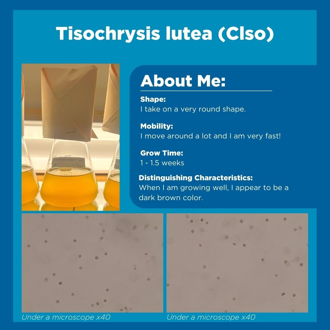 HubbsResearch's tweet image. Last week, we briefly overviewed the four species that HSWRI is mass culturing to feed our scallops and sea cucumbers! Swipe through to see the distinct characteristics of each microalgae species we are working to grow as nutrients for our invertebrates. #microalgae #algaegrowth