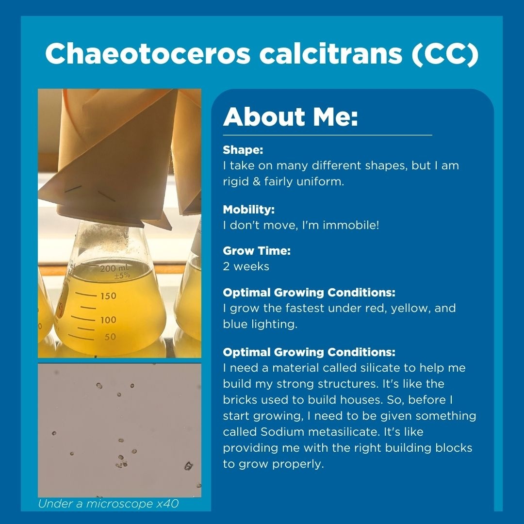 HubbsResearch's tweet image. Last week, we briefly overviewed the four species that HSWRI is mass culturing to feed our scallops and sea cucumbers! Swipe through to see the distinct characteristics of each microalgae species we are working to grow as nutrients for our invertebrates. #microalgae #algaegrowth