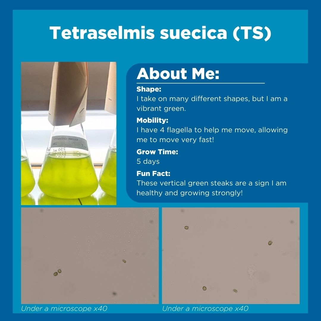 HubbsResearch's tweet image. Last week, we briefly overviewed the four species that HSWRI is mass culturing to feed our scallops and sea cucumbers! Swipe through to see the distinct characteristics of each microalgae species we are working to grow as nutrients for our invertebrates. #microalgae #algaegrowth