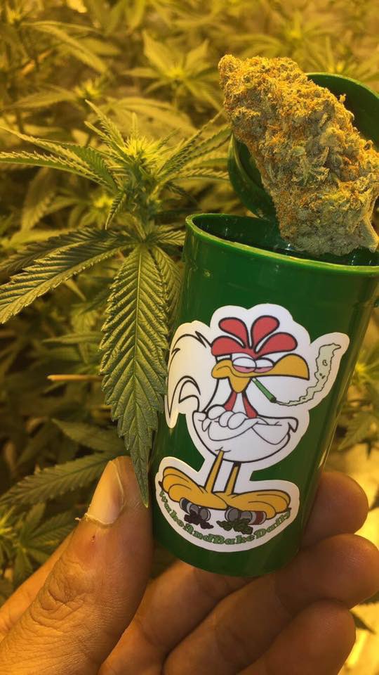 💚🍃 tweet media