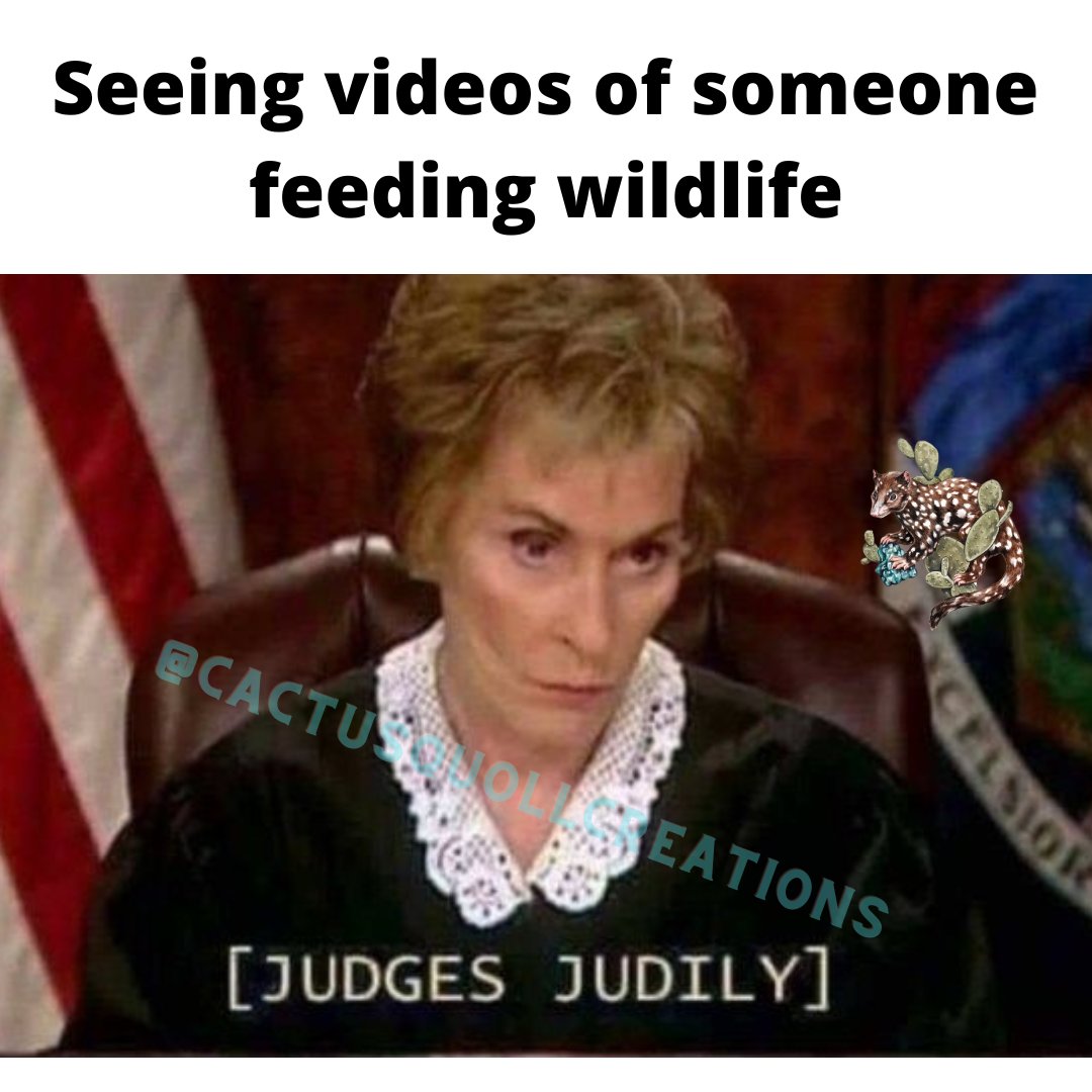 Gael Sanchez (she/her) (@cactusquoll) on Twitter photo 