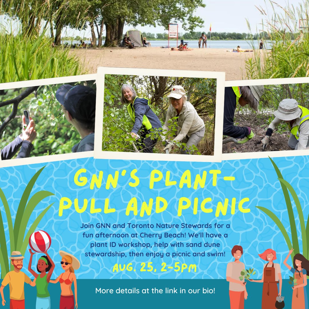 THIS FRIDAY, August 25th, GNN is hosting a Plant-pull and Picnic at Cherry Beach! Come join us for a fun afternoon of nature stewardship and community!

Sign up here: eventbrite.ca/e/gnns-cherry-…