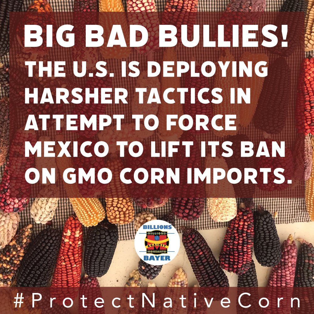 We stand with you #Mexico! Don't let the bullies with their corporate agendas compromise your #biodiversity, #health and culture. Learn more: 
iatp.org/false-alarms-o…
#ProtectNativeCorn #SinMaizNoHayPais #Maiz #BanGMOs