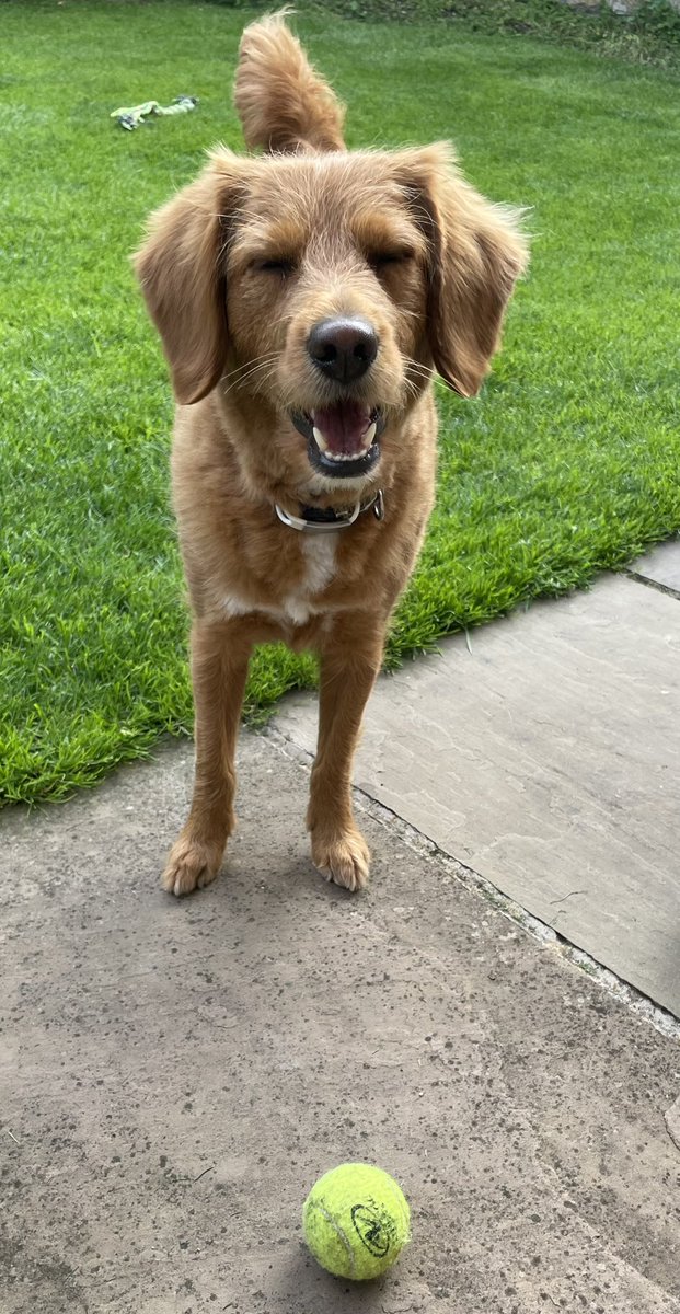 lyndger's tweet photo. Extra cuddles and a play in the garden with a tennis ball for Lottie this weekend #doingitfortina #doitfortina after watching Tina’s story for the last 6 months or so, I’m heartbroken that she’s gone but so pleased that she got so much love at the end 🌈♥️  @NiallHarbison https://t.co/Eb9DbYAl5q