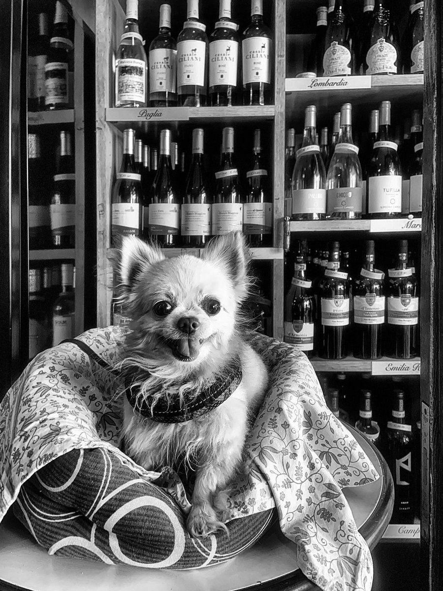 pirzius's tweet photo. #dog #cani #picoftheday #blackandwhitephotography #wine #winelovers https://t.co/Tpo2cXoLls