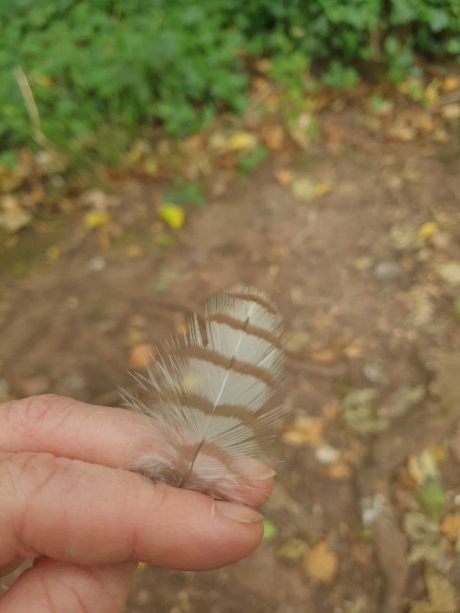 Could this be a downy tawny feather? I was here listening to them last night and this morning I found this on the ground. #nature #birds #wildlife