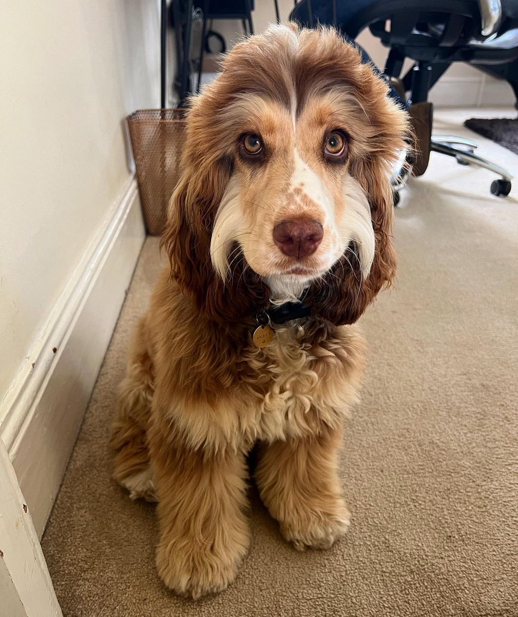 This is Amber. She gets stared at a lot. You would think people have never seen a dog with eyeliner and muttonchops before. 14/10