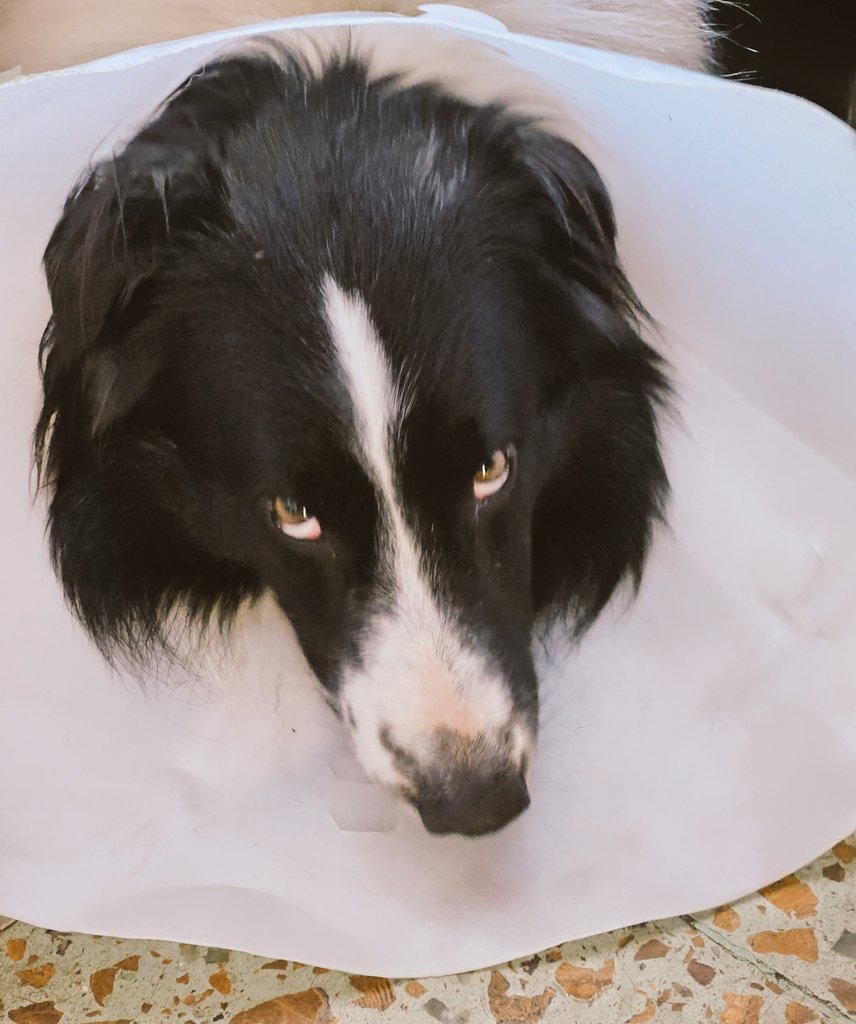 Lu_Tula's tweet photo. Estoy a unos días de terminar en la guardia pidiendo que me pinchen el culo con una oxa b12. Y todavía nos falta la otra pierna 🙃🐶 https://t.co/Rr42SYRyO4