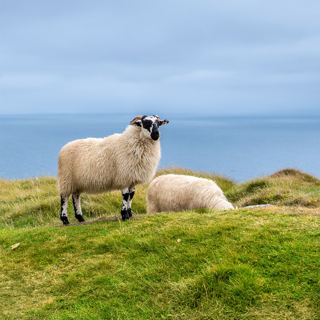 Ireland's almost 4M hectares of grassland and mild climate make us stand out in producing truly exceptional dairy and meat. 🍶🥩 #MeatandDairyFacts