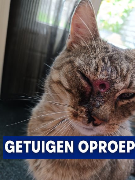 Politie Soest tweet media