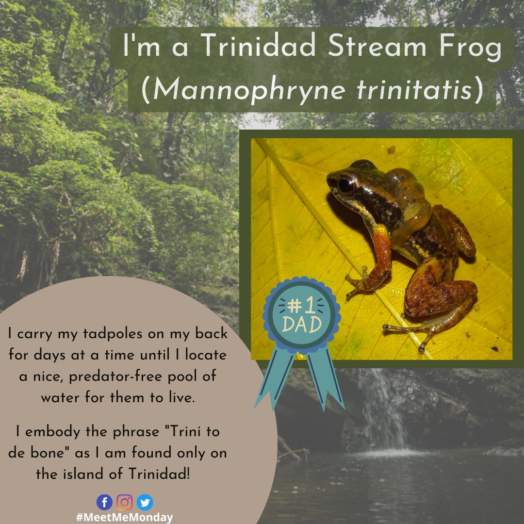 Today for #MeetMeMonday we will be featuring the Trinidad Stream #Frog (𝘔𝘢𝘯𝘯𝘰𝘱𝘩𝘳𝘺𝘯𝘦 𝘵𝘳𝘪𝘯𝘪𝘵𝘢𝘵𝘪𝘴). This tiny (2.5cm) frog is endemic to #Trinidad & 15 specimens are in the UWIZM & accompanying @GBIF dataset: tinyurl.com/yrycfkn9 📸@amy_e_deacon