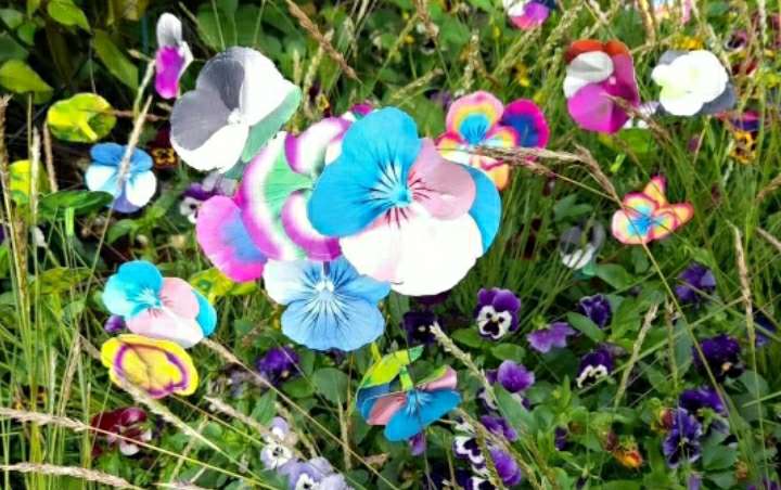 _ClemAtkins's tweet photo. 'Creation myths hid 
In closets you locked us in 
We grew from cruel soil.' 

Watercolour pansy by Charley Mac at @vividinktattoo  inspired by @SamJGrudgings' poem displayed at #polinations Pride garden🏳️‍⚧️

#pride #vividink #tattoo https://t.co/XAKeFy5Lfg