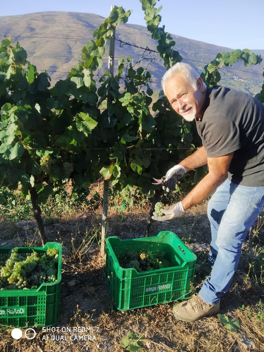 CRDOValdeorras's tweet photo. Hoy también ha comenzado el #tiempodevendimia en @RoandiBodega
_ _ _
Hoxe tamén comezou o #tempodevendima en @RoandiBodega https://t.co/IZipPILYed