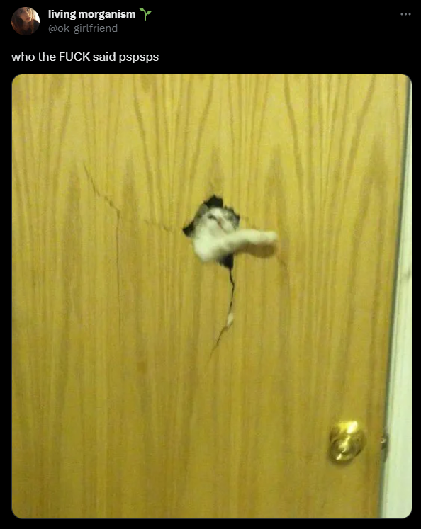 mischiefanimals's tweet image. 