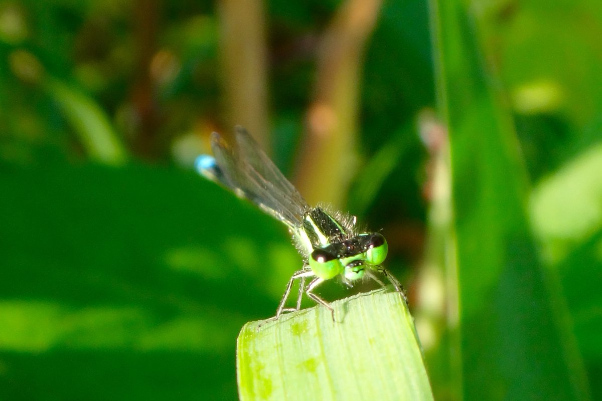 Hey, it's still Monday, eh? #MondayMood #insects #Macro