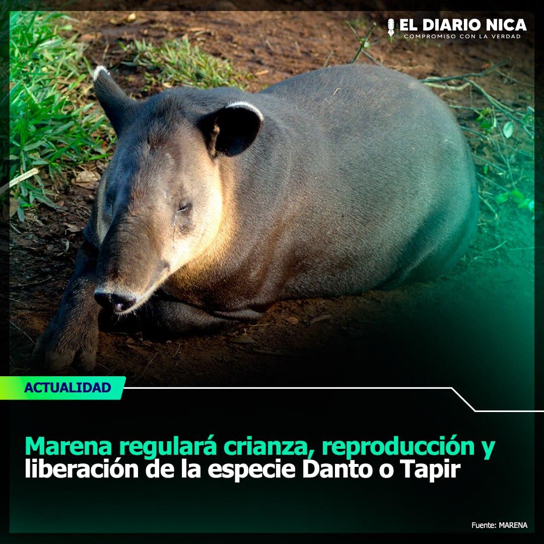 El Diario Nica 🇳🇮 tweet media