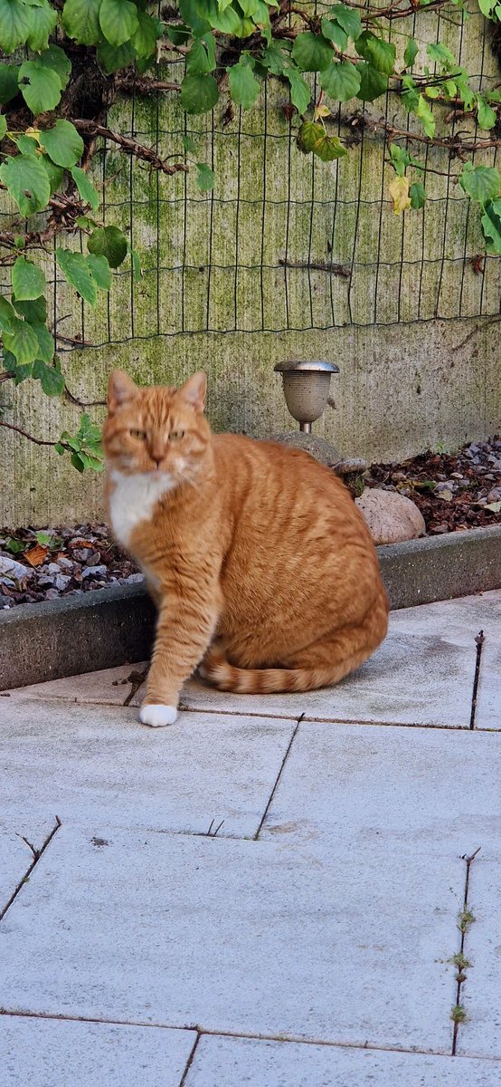 EstherHoogvliet's tweet photo. Mijn 1ste dag dienst in de tuin gehad, word je wel erg moe van. Vrouwemens had vrienden op visite, dus moest ik me netjes gedragen. #groetjes #Dikkie https://t.co/DPjrdhtYRM