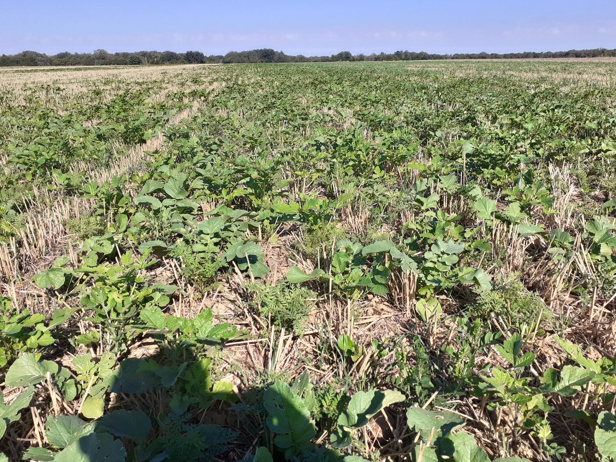 Notre essai couvert est bien levé ! De grosses différences suivant les mélanges, profondeurs de semis et fertilisation ! <a href="/rasillard/">Rasillard Jean-Baptiste</a> <a href="/Chambagri79/">CA79</a>